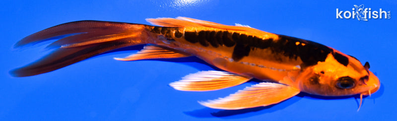 5.75" DOITSU ORENJI MATSUBA BUTTERFLY