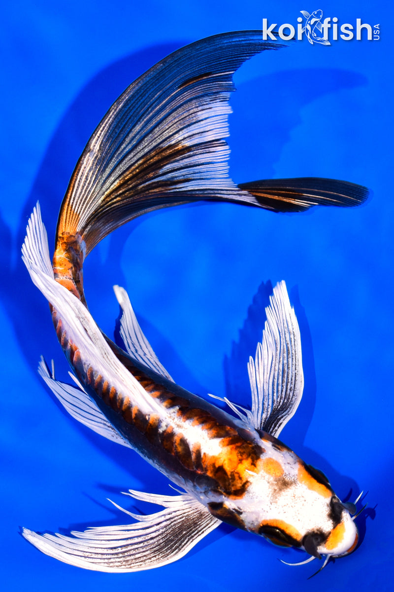 8" BENI KIKOKURYU BUTTERFLY