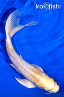 7.5" LEMON HARIWAKE BUTTERFLY