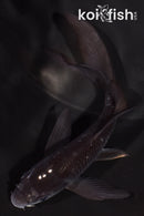 4.5" SOROGOI BUTTERFLY