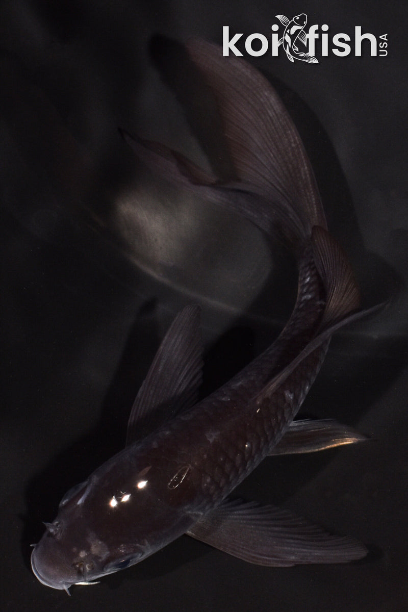 4.5" SOROGOI BUTTERFLY