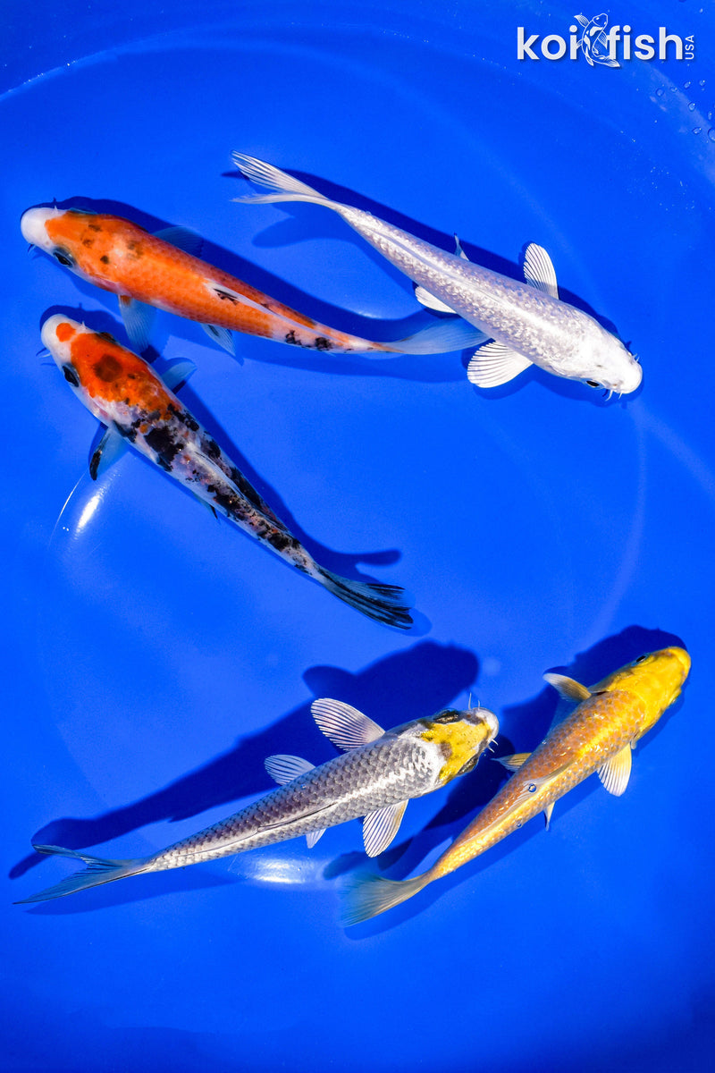 PACK OF (5) 5-6" STANDARD KOI