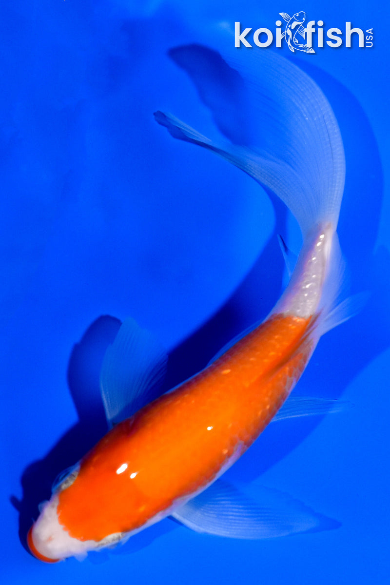 4" KUCHIBENI KOHAKU BUTTERFLY