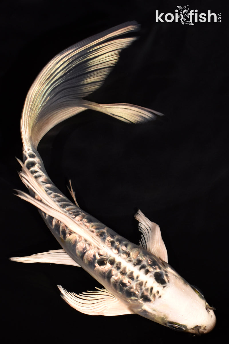 6.75" ARAGOKE GINRIN GIN MATSUBA