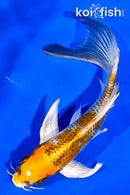 5.5" KUJAKU BUTTERFLY