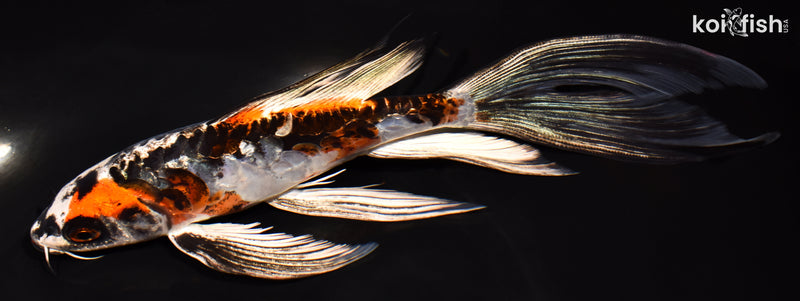 8" ARAGOKE BENI KIKOKURYU BUTTERFLY