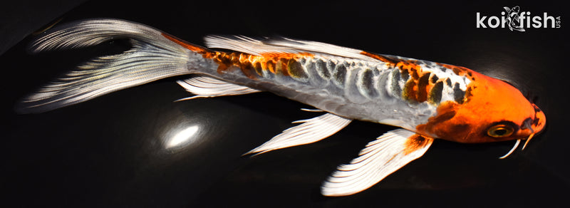6.75" BENI KIKOKURYU BUTTERFLY