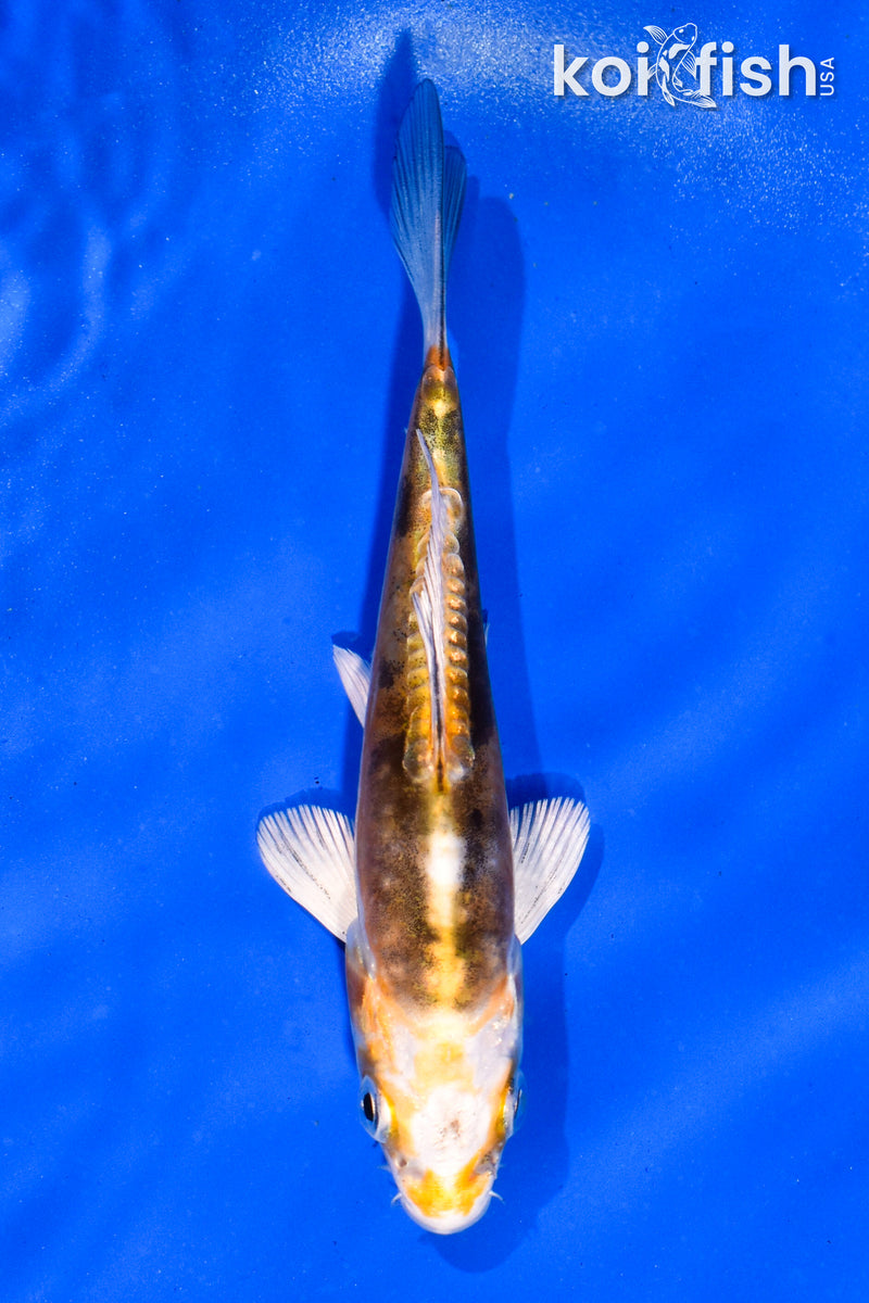 4.5" KIN KIKOKURYU