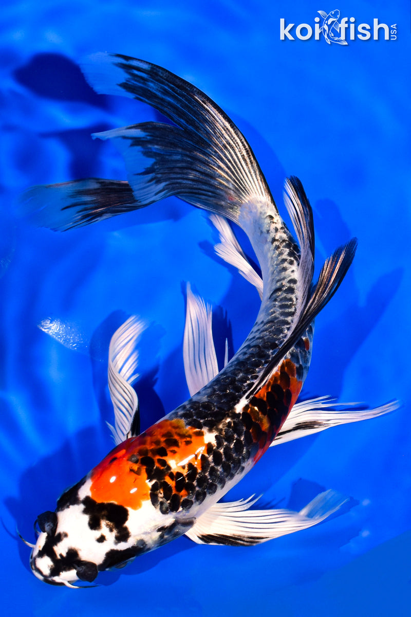 8.25" BENI GINGA BUTTERFLY