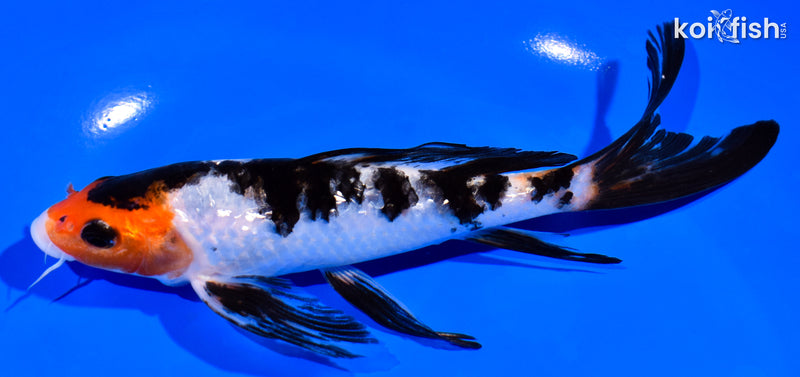 6.75" GINRIN SANKE BUTTERFLY