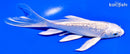 5.25" GINRIN PLATINUM OGON BUTTERFLY