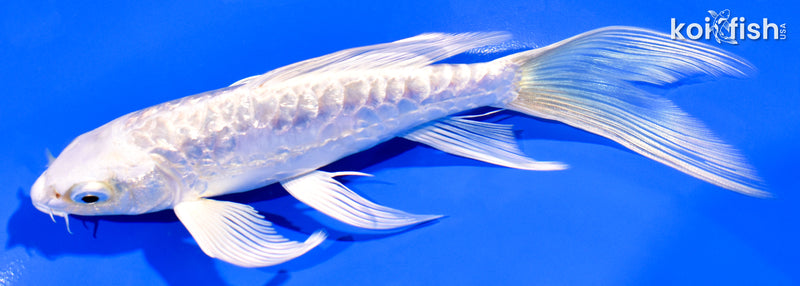 6" GINRIN ARAGOKE PLATINUM OGON BUTTERFLY