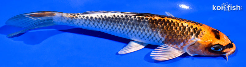 7.5" BENI GINGA