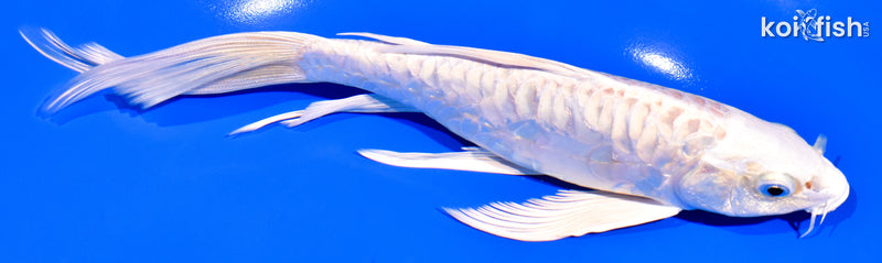 7.75" ARAGOKE PLATINUM OGON BUTTERFLY
