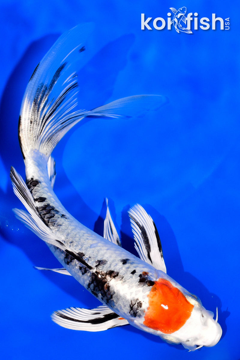 6.5" TANCHO YAMATO NISHIKI BUTTERFLY