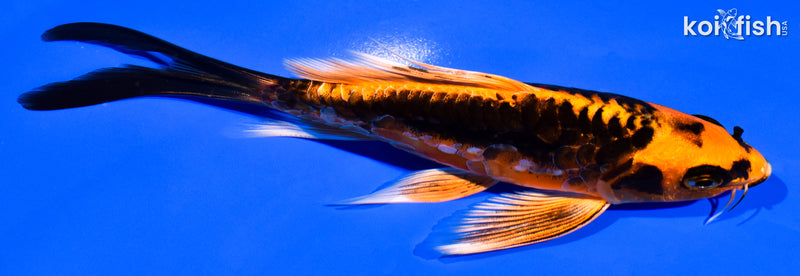 6" ARAGOKE BENI KIKOKURYU BUTTERFLY