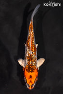 5" GINRIN BENI GINGA