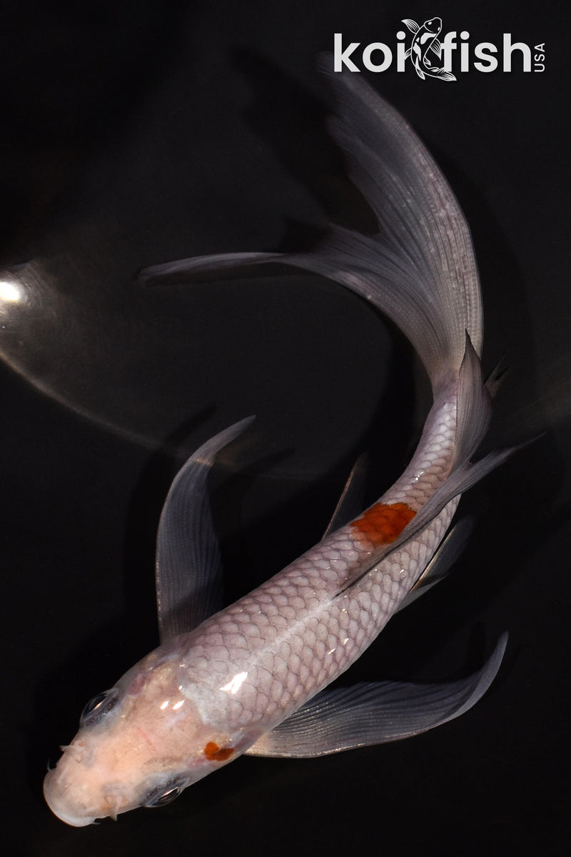 5.75" OCHIBA SHIGURE BUTTERFLY