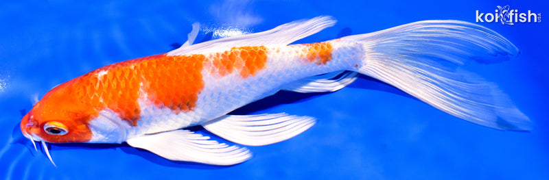 8" HARIWAKE BUTTERFLY