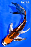 7.5" DOITSU KUJAKU BUTTERFLY