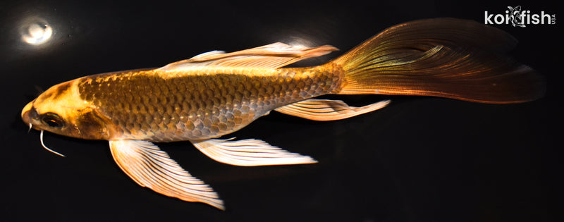 7.25" KI MATSUBA BUTTERFLY