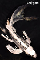 8.5" KIKOKURYU BUTTERFLY