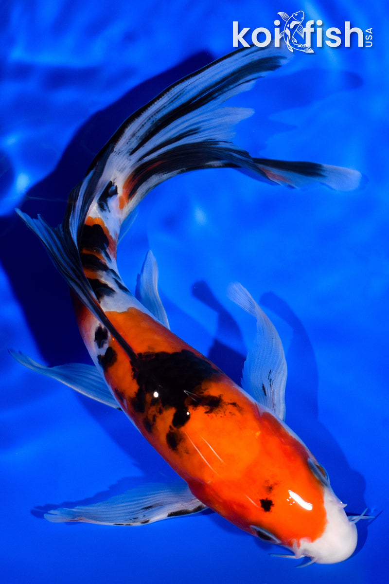 7.25" SANKE BUTTERFLY