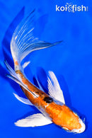 5.25" HEISEI NISHIKI BUTTERFLY