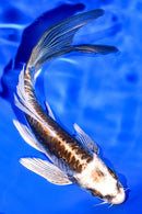 5.75" KIN KIKOKURYU BUTTERFLY