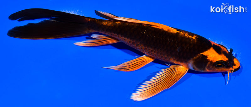 6.5" ORENJI MATSUBA BUTTERFLY