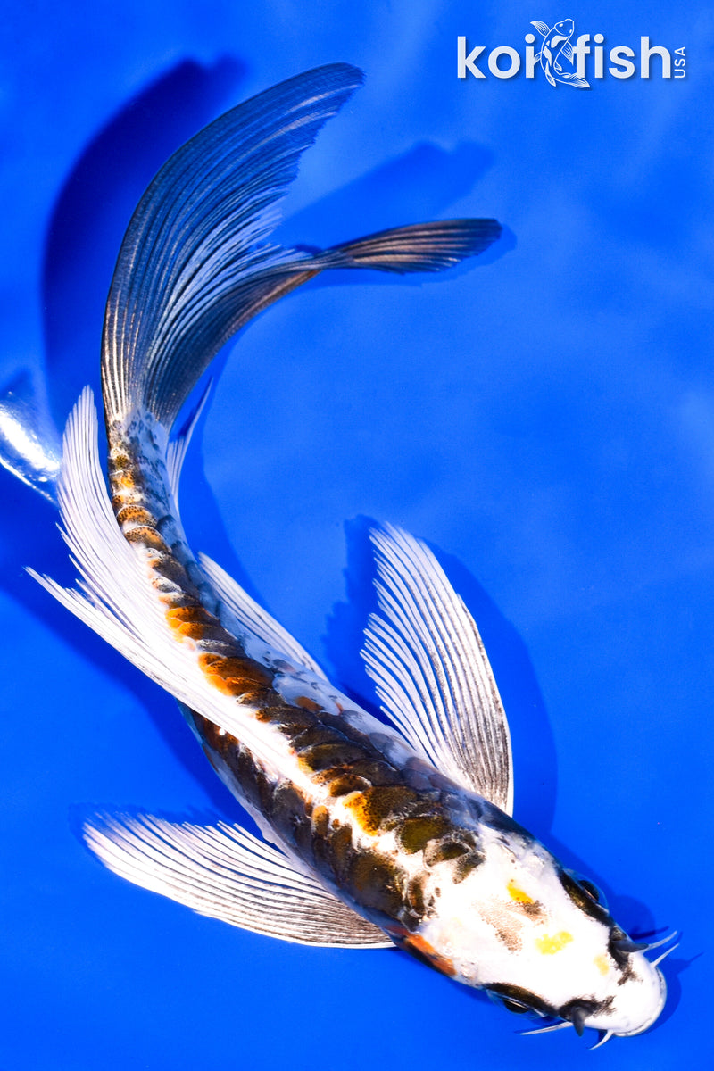 6" BENI KIKOKURYU BUTTERFLY