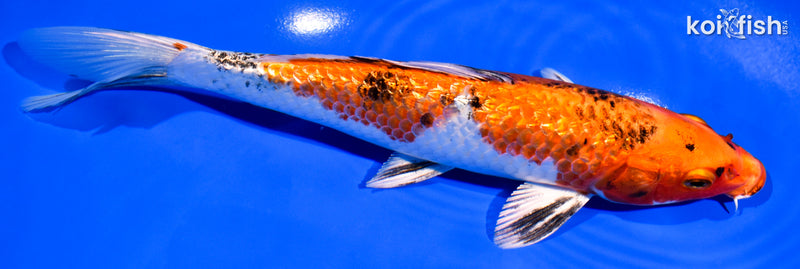 7.5" GINRIN YAMATO NISHIKI
