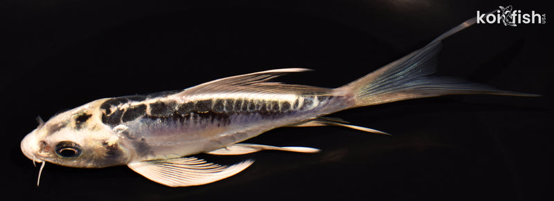 5.5" KIKOKURYU BUTTERFLY