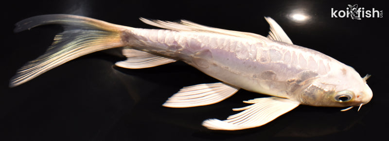 7" DOITSU PLATINUM OGON BUTTERFLY