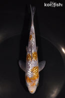 6.75" GINRIN OCHIBA SHIGURE