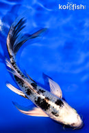 5.75' GINRIN GIN SHIRO BEKKO BUTTERFLY