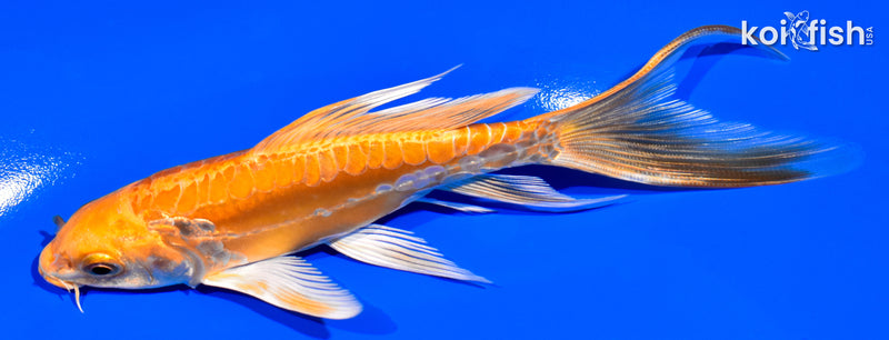 5.75" DOITSU ORENJI OGON BUTTERFLY