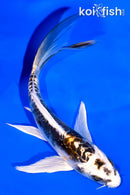 5.5" KIN KIKOKURYU BUTTERFLY