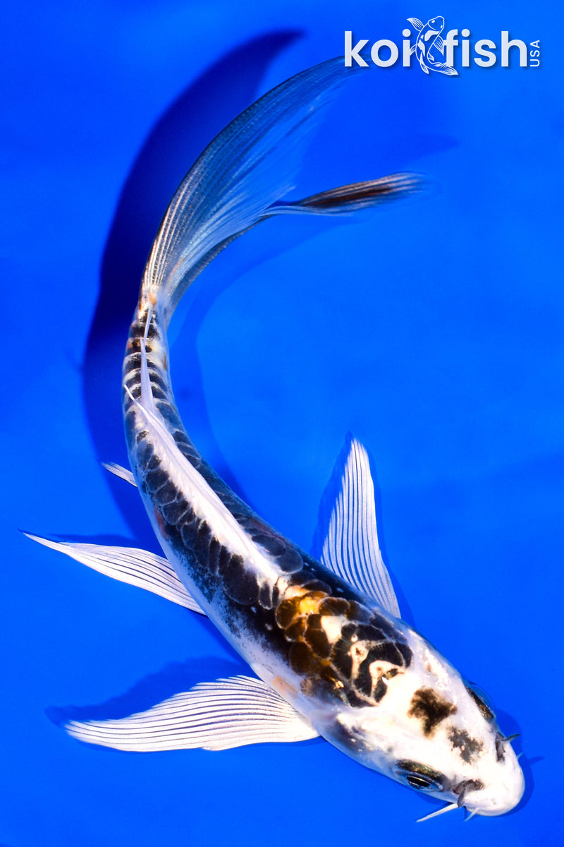 5.5" KIN KIKOKURYU BUTTERFLY