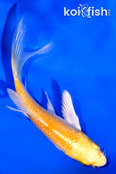 4" YAMABUKI OGON BUTTERFLY