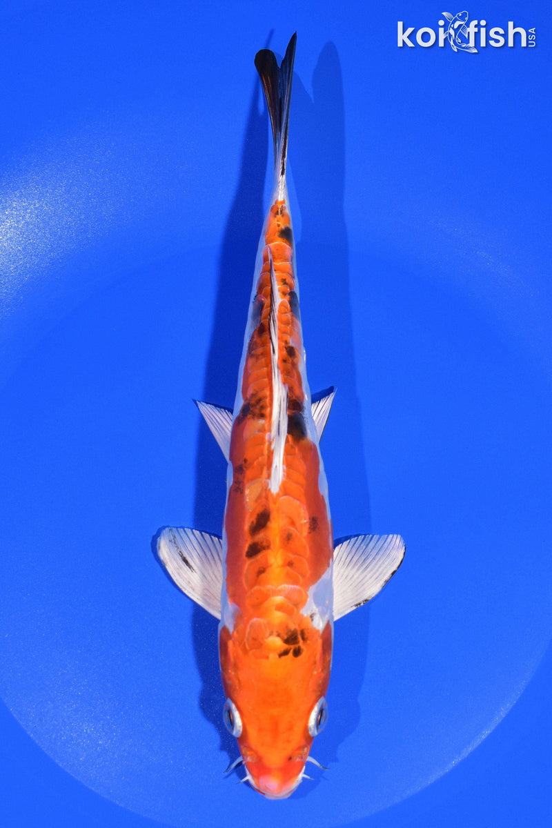 8.25" HEISEI NISHIKI