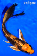 7.25" KIN HI UTSURI BUTTERFLY