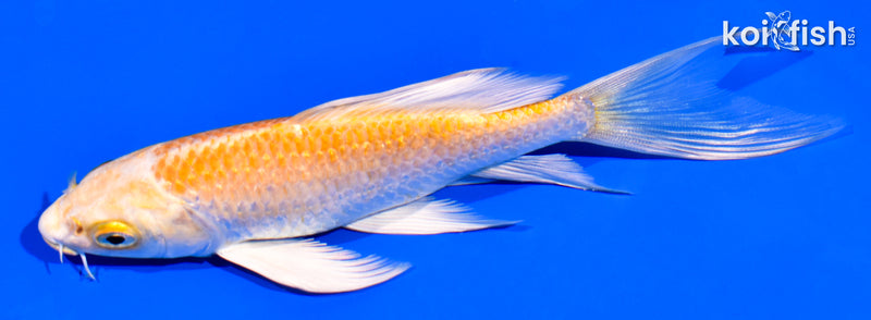 5.25" YAMABUKI OGON BUTTERFLY