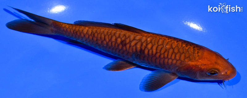 6.25" ARAGOKE CHAGOI