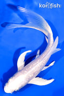 6.25" PLATINUM OGON BUTTERFLY