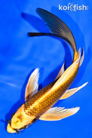 7.5" KI MATSUBA BUTTERFLY