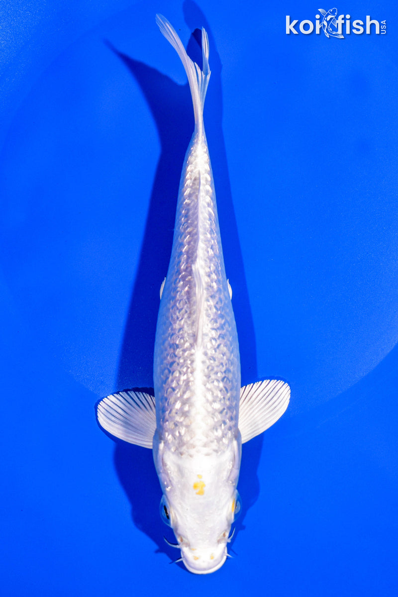 7.75" GINRIN PLATINUM OGON