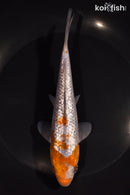 6.5" GINRIN OCHIBA SHIGURE