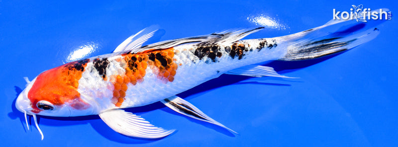 7.5" YAMATO NISHIKI BUTTERFLY