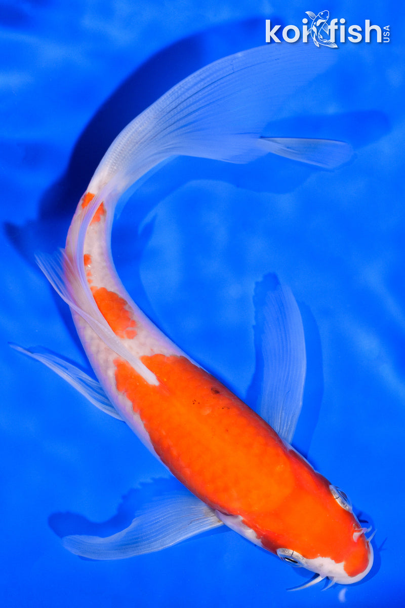 7" KOHAKU BUTTERFLY